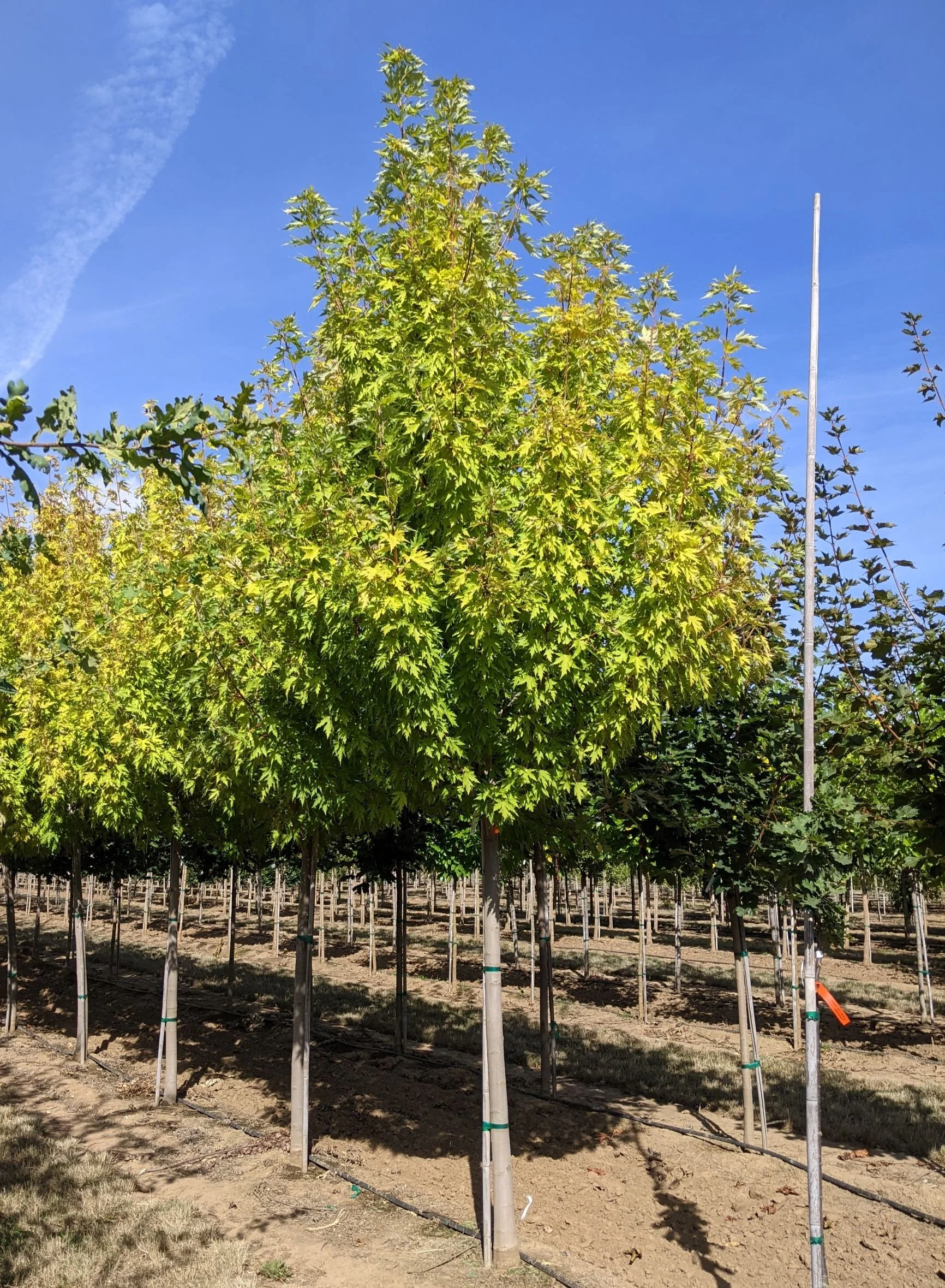 Acer+saccharinum+Symatree+3in+